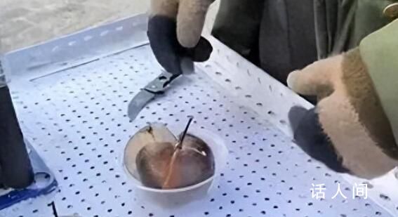 浙江小姐姐買一個(gè)凍梨 老板切塊裝盒