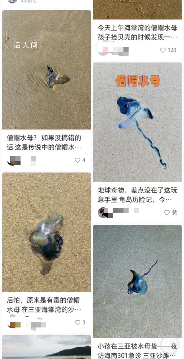 三亞沙灘現多起劇毒水母傷人事件 不過并不嚴重