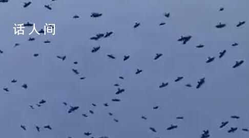 連云港連續多日出現密密麻麻的鳥類 恍如電影片段