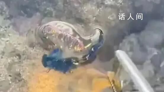 三亞辟謠多海域現劇毒僧帽水母 是藍瓶僧帽水母毒性較小