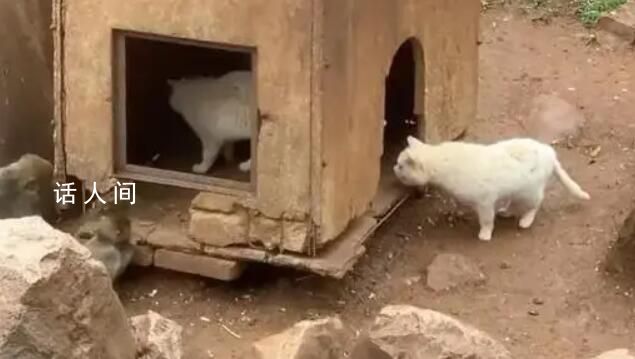 “貓猴共處”風(fēng)波中的昆明動(dòng)物園 將認(rèn)真反思改進(jìn)工作中的不足和差距