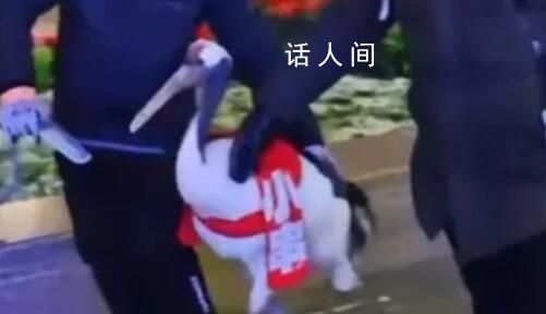 摸抱東北虎遛丹頂鶴活動被叫停 不能這么掏家底