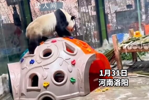 大熊貓性感抖臀致直播間被封十分鐘 網友調侃稱:直播被封第一熊