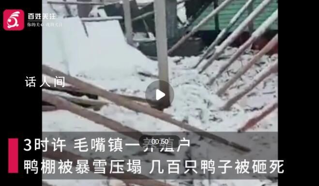 暴雪半夜砸塌鴨棚損失十七八萬 幾百只鴨子被砸死