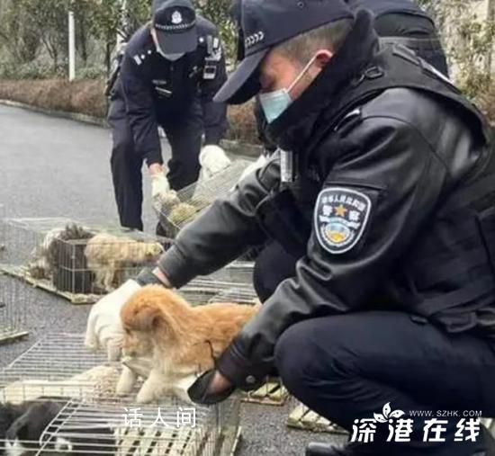 警民接力救助70余只被遺棄小狗 有20余只小狗已被凍死