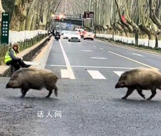 江蘇“野豬獵人”捕1頭賺10000元 2個(gè)月內(nèi)需完成30頭的KPI