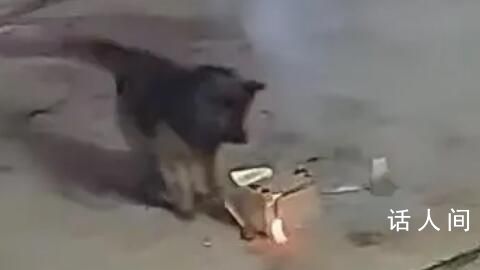 主人院子里放煙花狗狗叼起就跑 狗主人回應稱狗狗一切安好