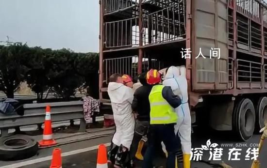 18只年豬高速上集體“出逃” 交警用反光錐桶圍成豬圈捉拿