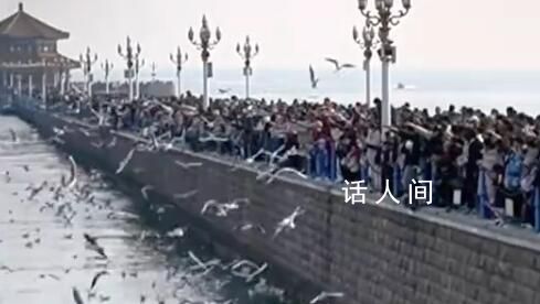 海鷗吃出脂肪肝的日子又到了 游客都來看海鷗海鷗都吃胖了