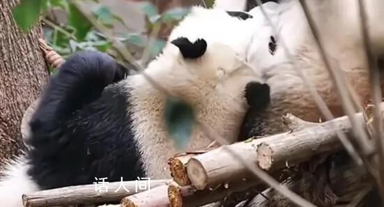 花花和妹妹互rua 花花和妹妹葉子越來越黏糊了