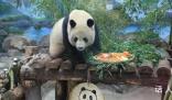 大熊貓吃飯有自己的過年儀式感 春生香果在杭州度過第一個春節