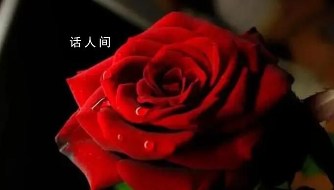 你收到的情人節玫瑰99%是假的 玫瑰到底是什么?