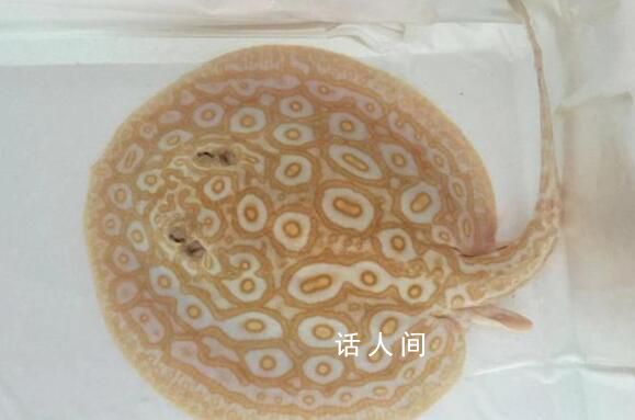 杭州男子一條魚賣了37萬 花32萬從泰國收購