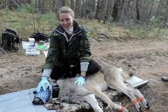 切爾諾貝利的狼已進化出抗癌能力 在基因上發生了保護性突變