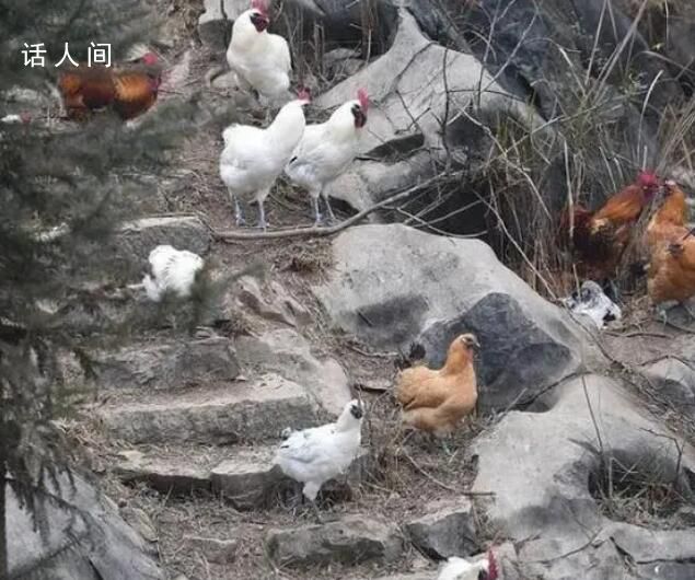 高速堵車雞逃跑了 男子滿山捉雞