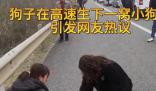 狗子在高速被堵到生下一窩狗崽 這一幕感動了無數人的心