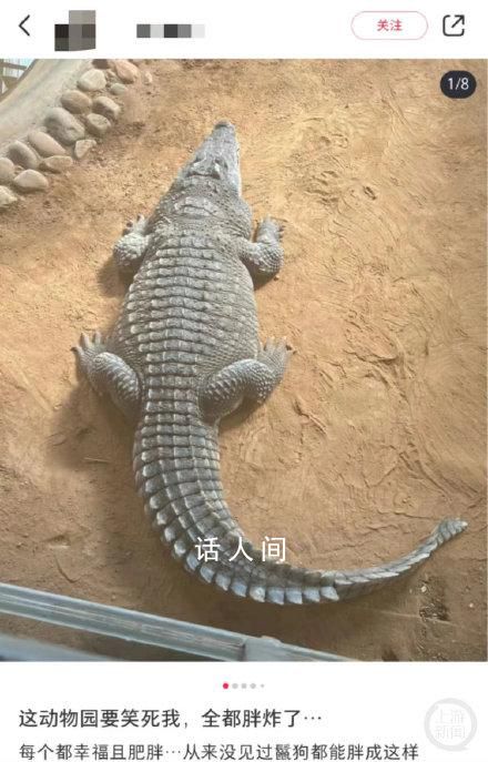 山東一動物園動物集體“胖炸” 讓不少人擔(dān)心它們的健康狀況