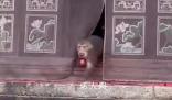 潑猴組團大鬧寺廟偷拿貢品 ,猴子是野生的不好干預