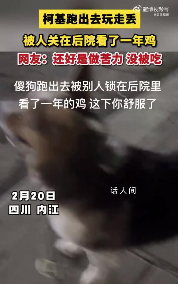 柯基跑丟后被人關雞棚看了一年雞 網友：柯基外出打工打工一年包吃包住