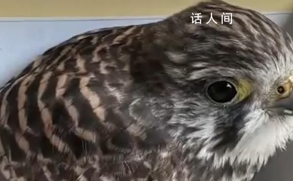 女子撿到國(guó)家二級(jí)保護(hù)動(dòng)物 撿到二級(jí)保護(hù)動(dòng)物怎么辦