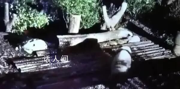 花花被遺忘外場(chǎng)飼養(yǎng)員被解聘 花花身體狀況無異常