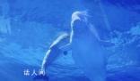 小白鯨“湯圓”成海洋館新寵 引來很多游客在展示缸前駐足觀看