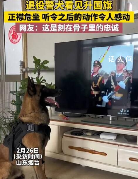 退役警犬看見升國旗正襟危坐 網友：這是刻在骨子里的忠誠