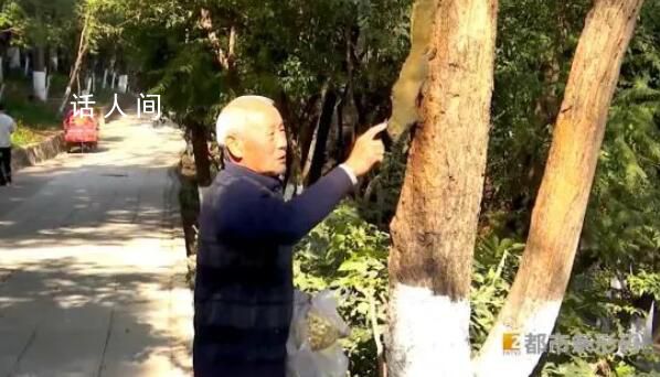 昆明大爹把小松鼠喂得隨叫隨到 500多萬人圍觀