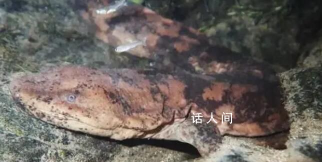 日本發(fā)現(xiàn)兩只純種中國大鯢 這次發(fā)現(xiàn)可能成為滅絕物種復(fù)活的新希望