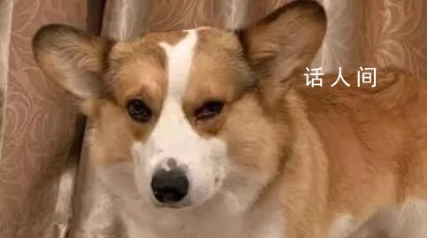 女子紅眼病傳染全家 連狗眼都紅了