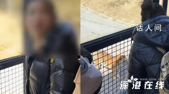游客多次向老虎身上滋飲料 網(wǎng)友兩次上前勸阻反被懟關(guān)你什么事
