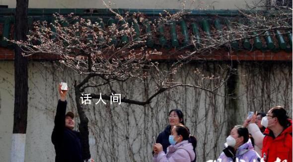 南京雞鳴寺的櫻花消息樹開了 預示著南京最美櫻花季即將到來