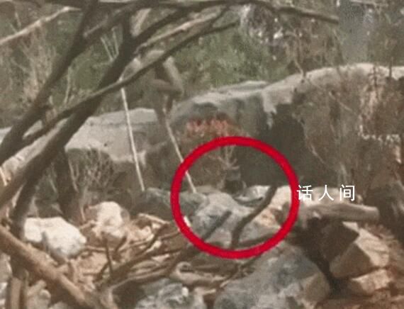 雄孔雀求偶頻繁開屏被長臂猿拔毛 回應:已經(jīng)將孔雀移出展區(qū)