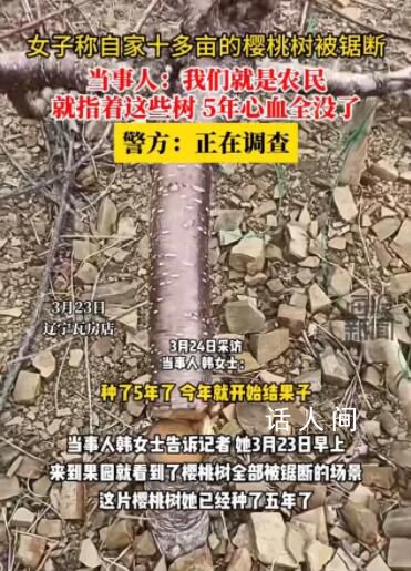 女子稱自家十多畝櫻桃樹被人鋸斷 目前已經報警警方還在調查中