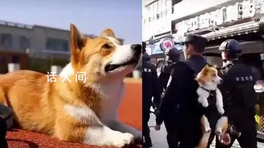 首只柯基警犬訓導員:腿短是優勢