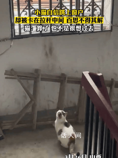 小貓跳上窗戶被卡欄桿中間 貓貓：算了也不是很想過去