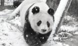 旅日大熊貓“爽爽”因病死亡 經中日專家多日搶救無效