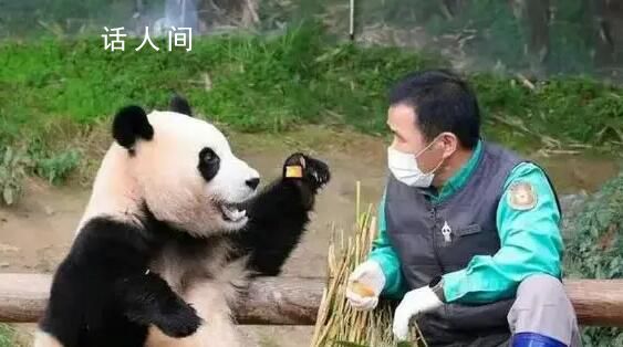 福寶還不滿4歲不能談戀愛(ài) 短期內(nèi)應(yīng)該還看不到福寶談戀愛(ài)