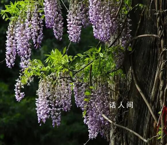 成都紫藤花墻如瀑布傾瀉 有株500多年的紫藤開花了