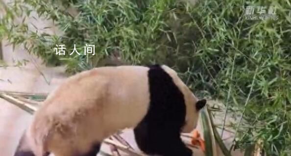 福寶小屋布滿竹子筍筍蘋果 專家團(tuán)隊(duì)將精心陪護(hù)