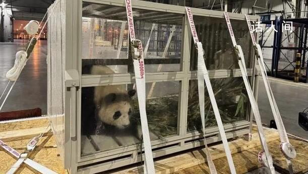 福寶回家!在轉運籠里好奇張望