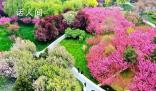 全國(guó)清明假期賞花地圖出爐 快來看看哪里賞花正當(dāng)時(shí)
