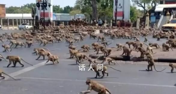 泰國數千只猴子打群架 泰政府:絕育
