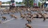 泰國兩派數千只猴子打群架 給當地人正常生活造成了不少影響