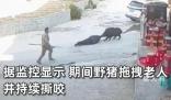野豬攻擊聾啞老人 村民驅趕