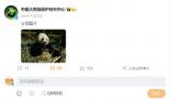 保護中心回應大熊貓華美流鼻血 目前已有效控制